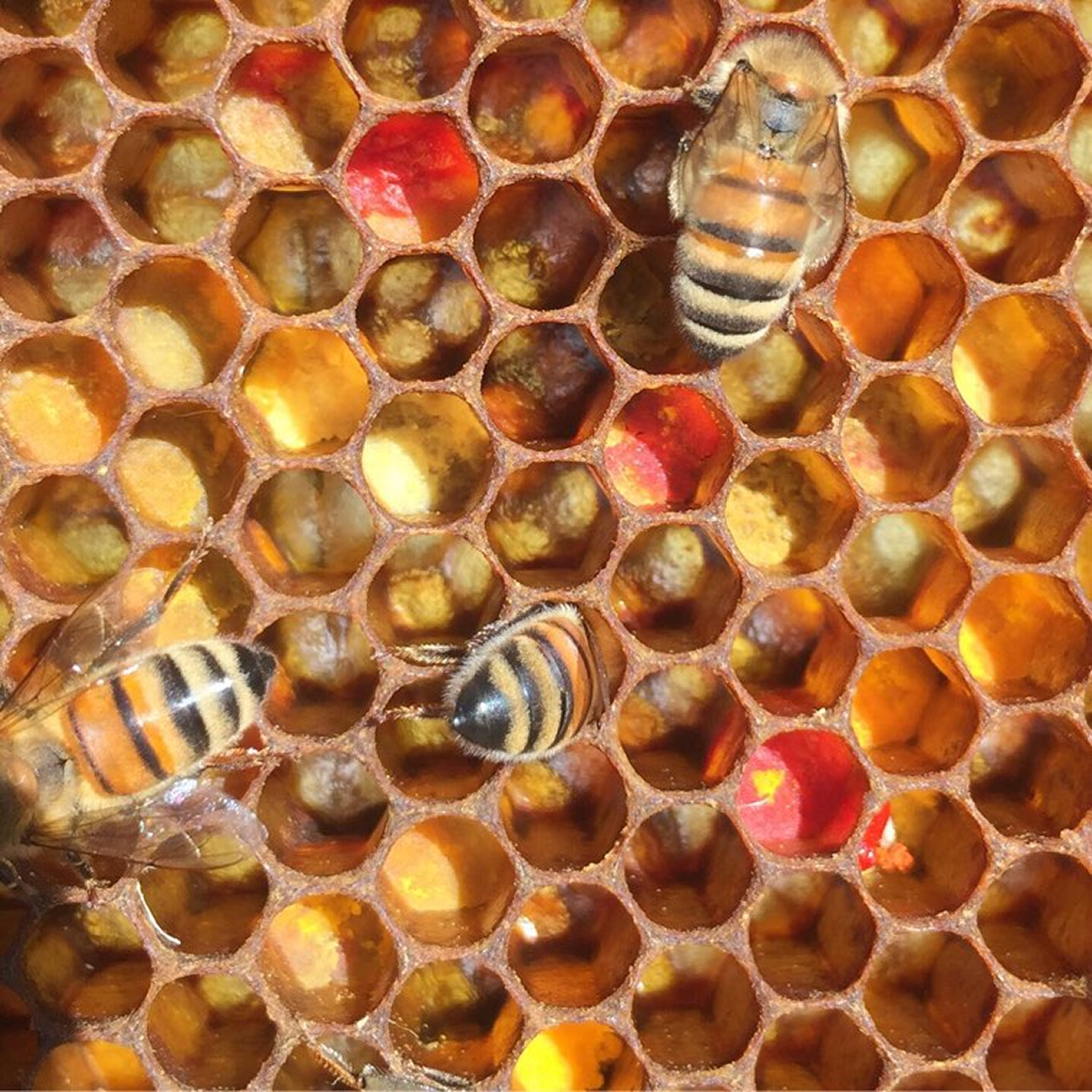 ガーデンハニー