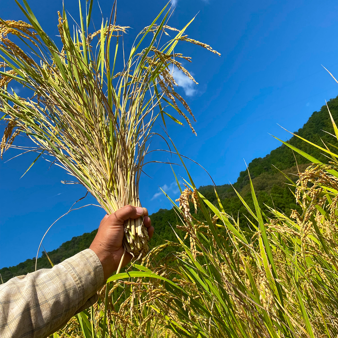 つよし流自然農